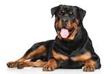 Rottweiler_30.jpg