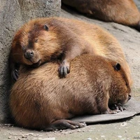 Lysandre's profile picture