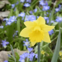 Pawin Chan's profile picture