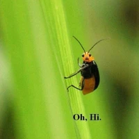 Cesare G. Ardito's profile picture