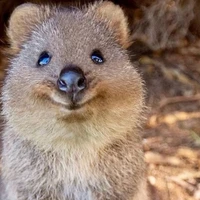 Rong's profile picture